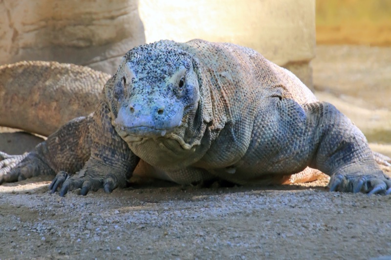 東山動物園のコモドドラゴン